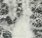 Certain Path - Zake / from Overseas / City of Dawn (CD)