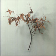 In Motion (20th Anniversary Edition) - Copeland